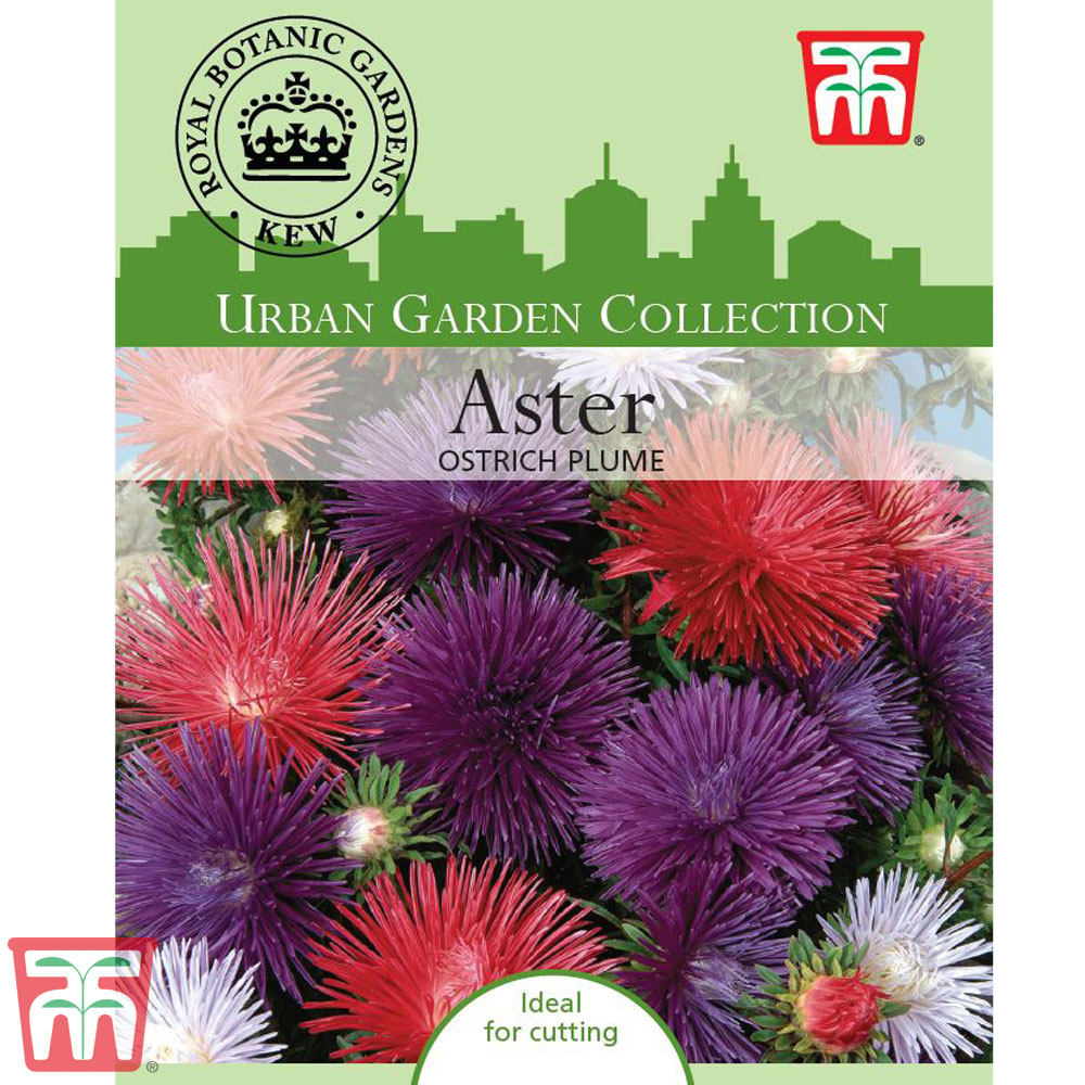 Aster 'Ostrich Plume Mixed' - Kew Collection Seeds