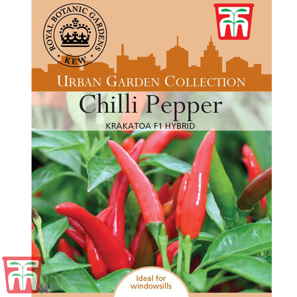 Chilli Pepper 'Krakatoa' F1 Hybrid (Hot)- Kew Collection Seeds