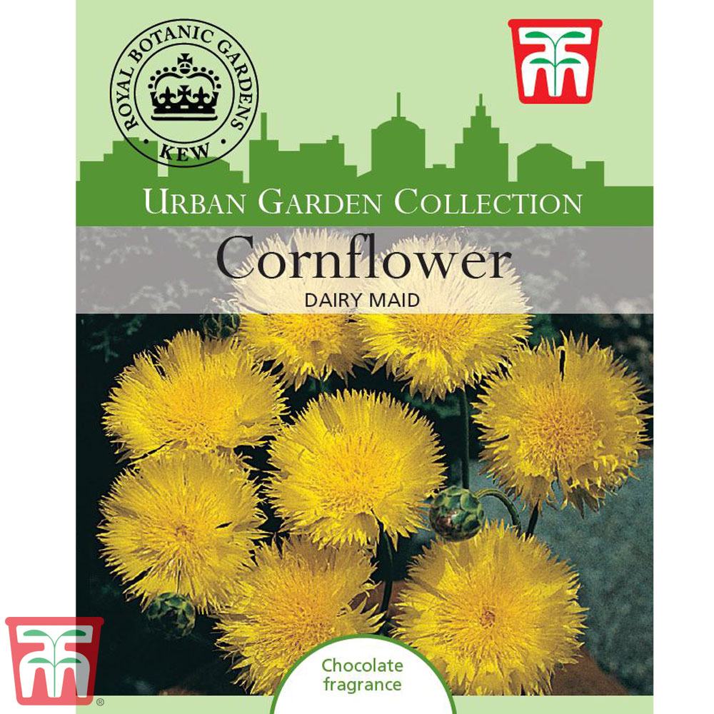 Cornflower 'Dairy Maid' - Kew Collection Seeds