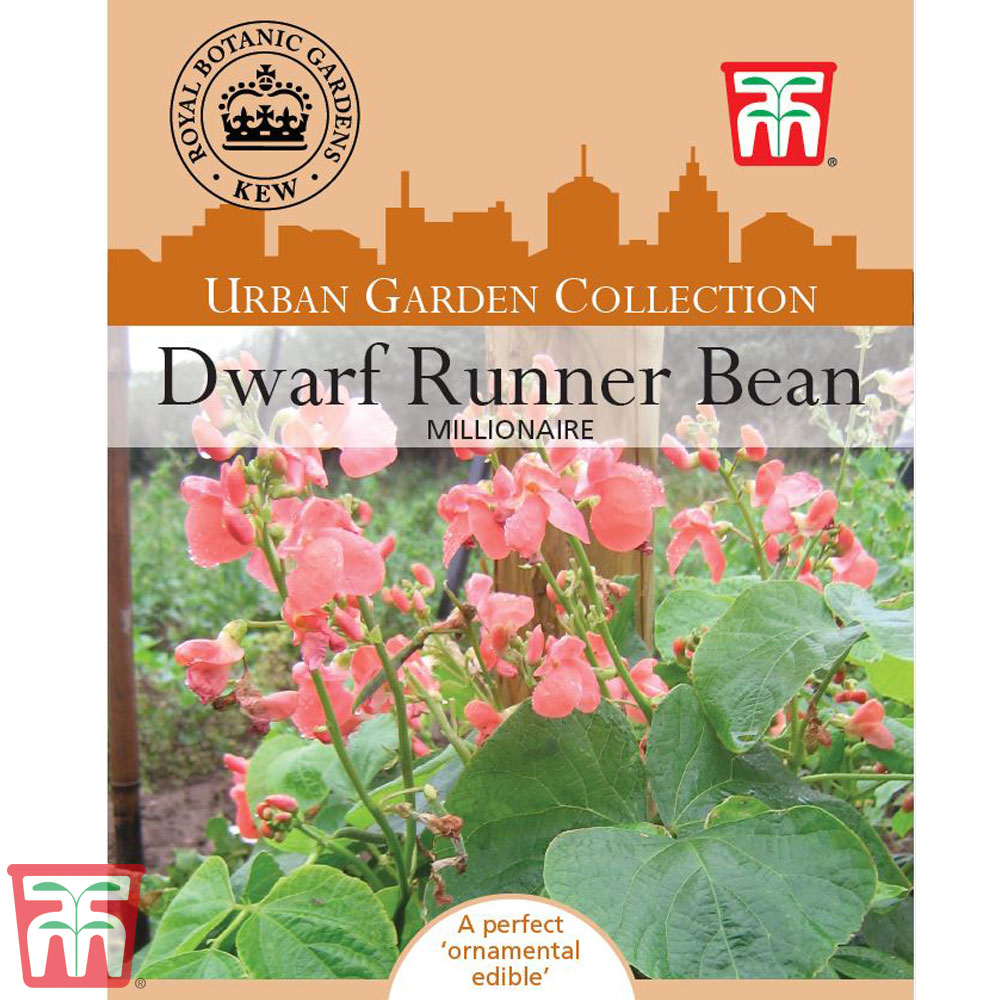 Runner Bean 'Millionaire' (Dwarf) - Kew Collection Seeds