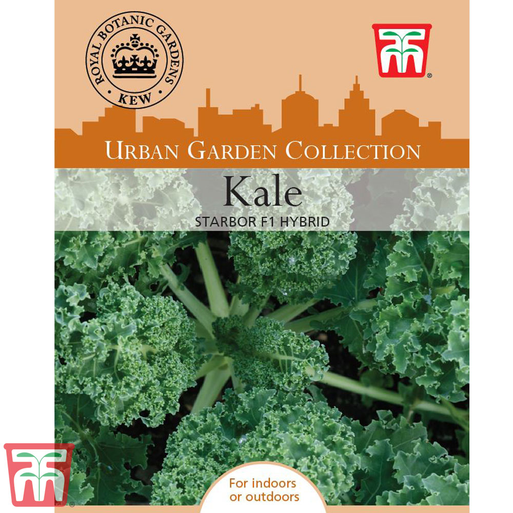Kale 'Starbor' F1 Hybrid - Kew Collection Seeds