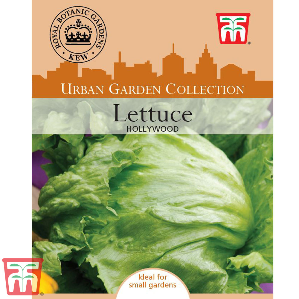 Lettuce 'Hollywood' (Iceberg/Crisphead) - Kew Collection Seeds