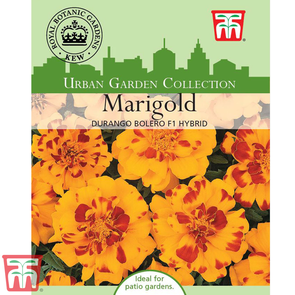 Marigold 'Durango Bolero' F1 Hybrid - Kew Collection Seeds