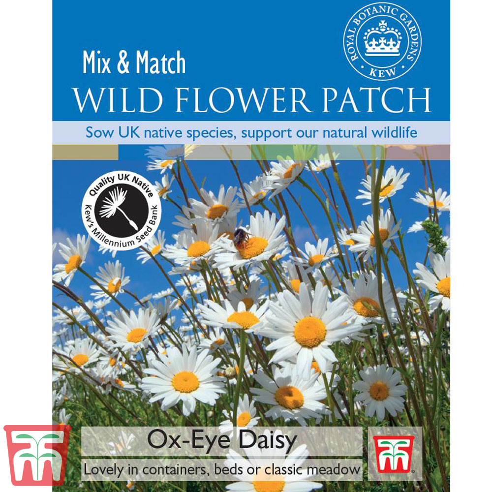 Ox-Eye Daisy - Kew Collection Seeds