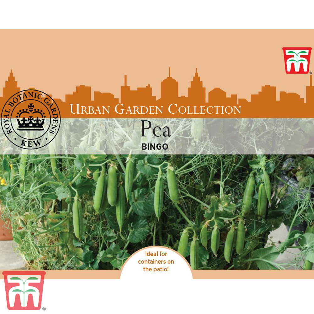 Pea 'Bingo' (Early Maincrop) - Kew Collection Seeds