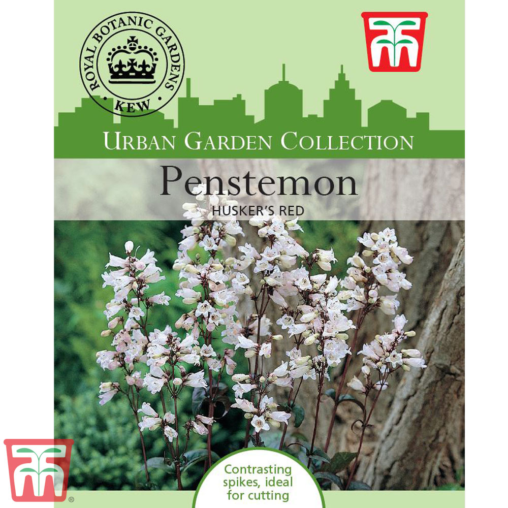 Penstemon digitalis 'Husker Red' - Kew Collection Seeds