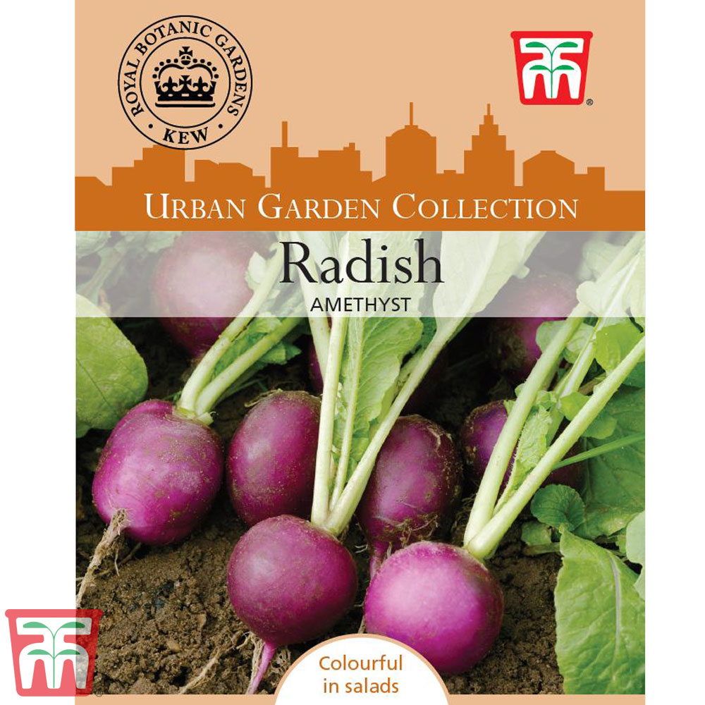 Radish 'Amethyst'- Kew Collection Seeds