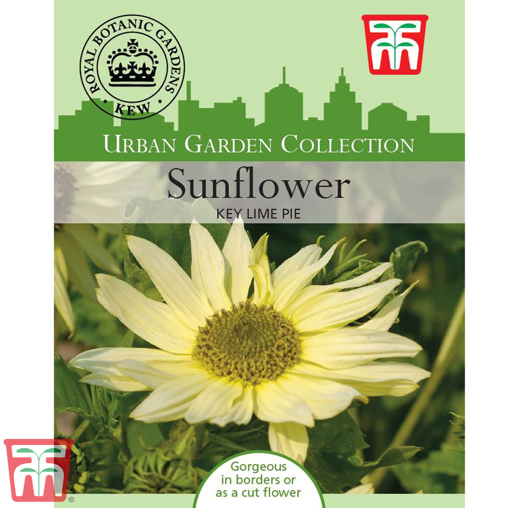 Sunflower 'Key Lime Pie' - Kew Collection Seeds