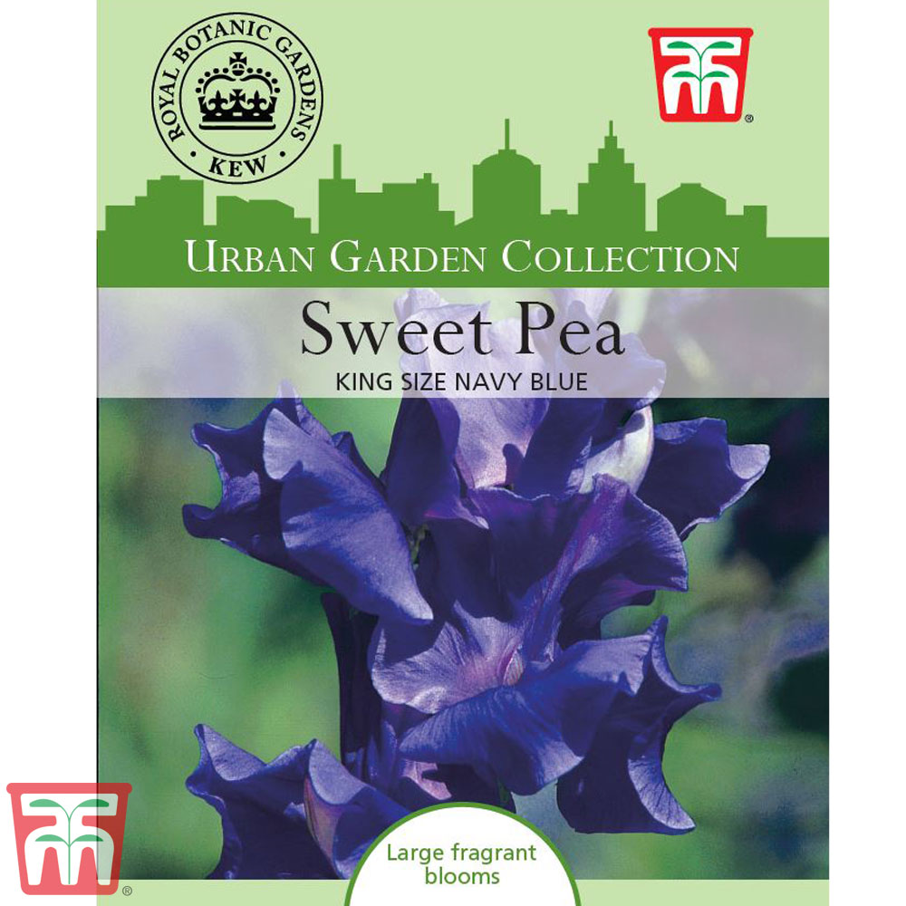 Sweet Pea 'King Size Navy Blue' - Kew Collection Seeds