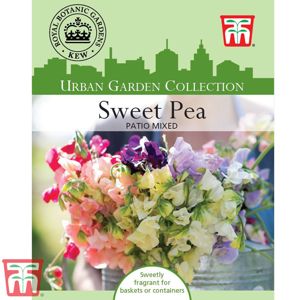 Sweet Pea 'Patio Mixed' - Kew Collection Seeds