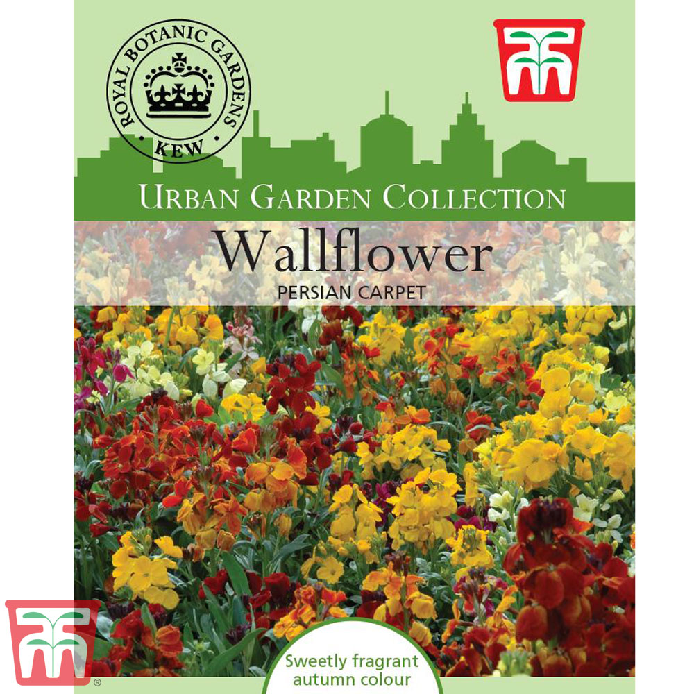 Wallflower 'Persian Carpet' - Kew Collection Seeds