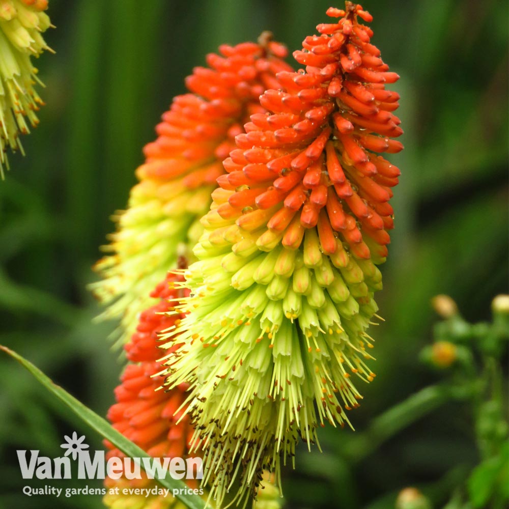 Kniphofia uvaria