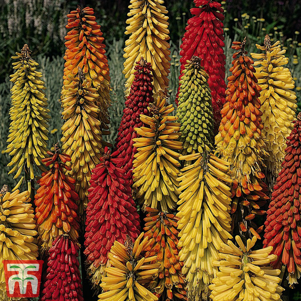 Red Hot Poker 'T&M Special Hybrids'