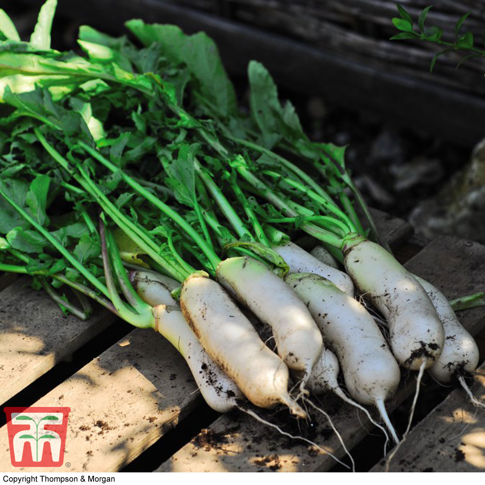 Chinese Radish 'Mooli Kumbong' F1