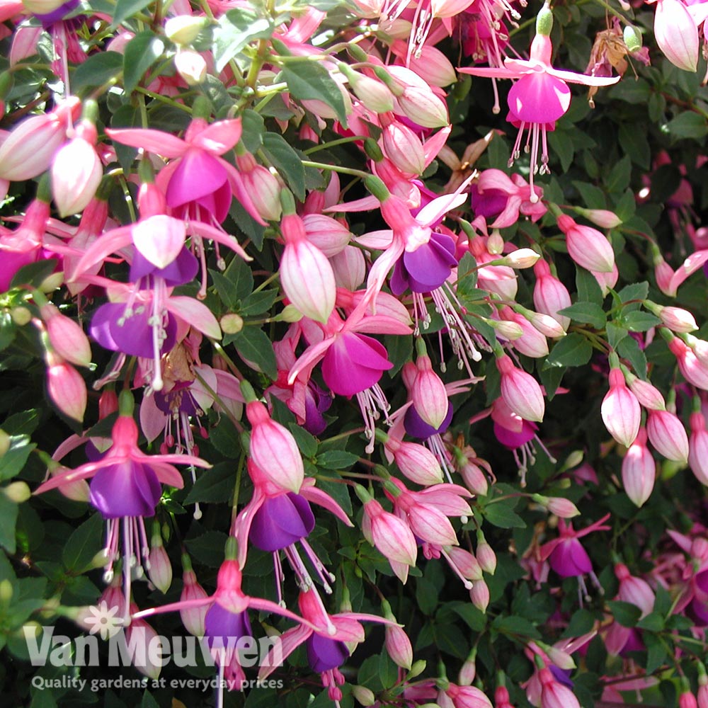 Fuchsia 'Lambada' on Trellis