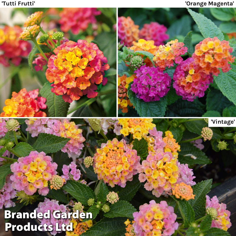 Lantana camara Calippo Collection