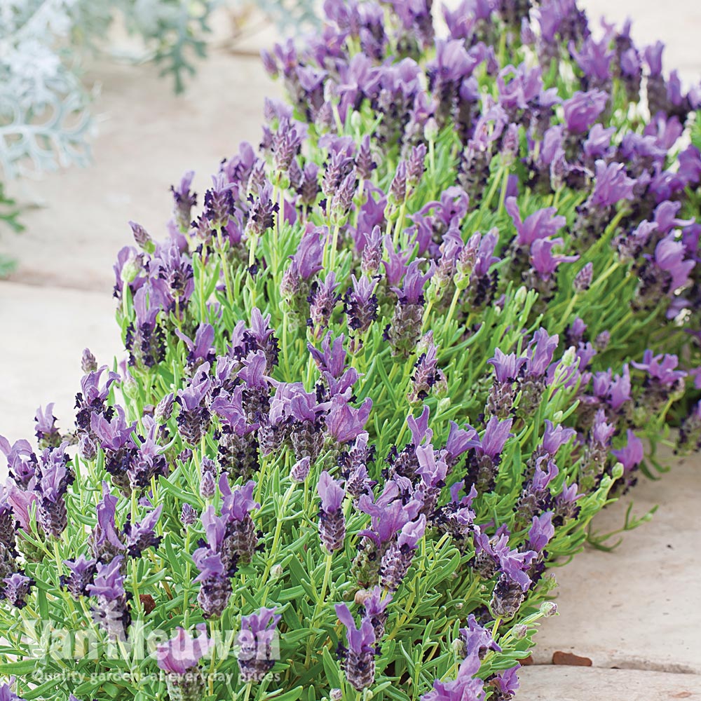 Lavender stoechas 'Bandera'