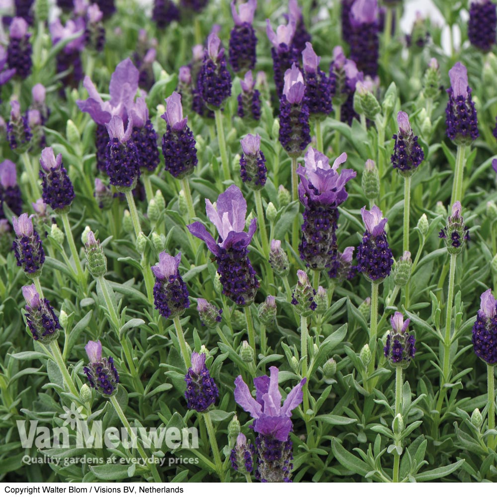 Lavender 'Favourite Summer Improved' (Butterfly Garden)