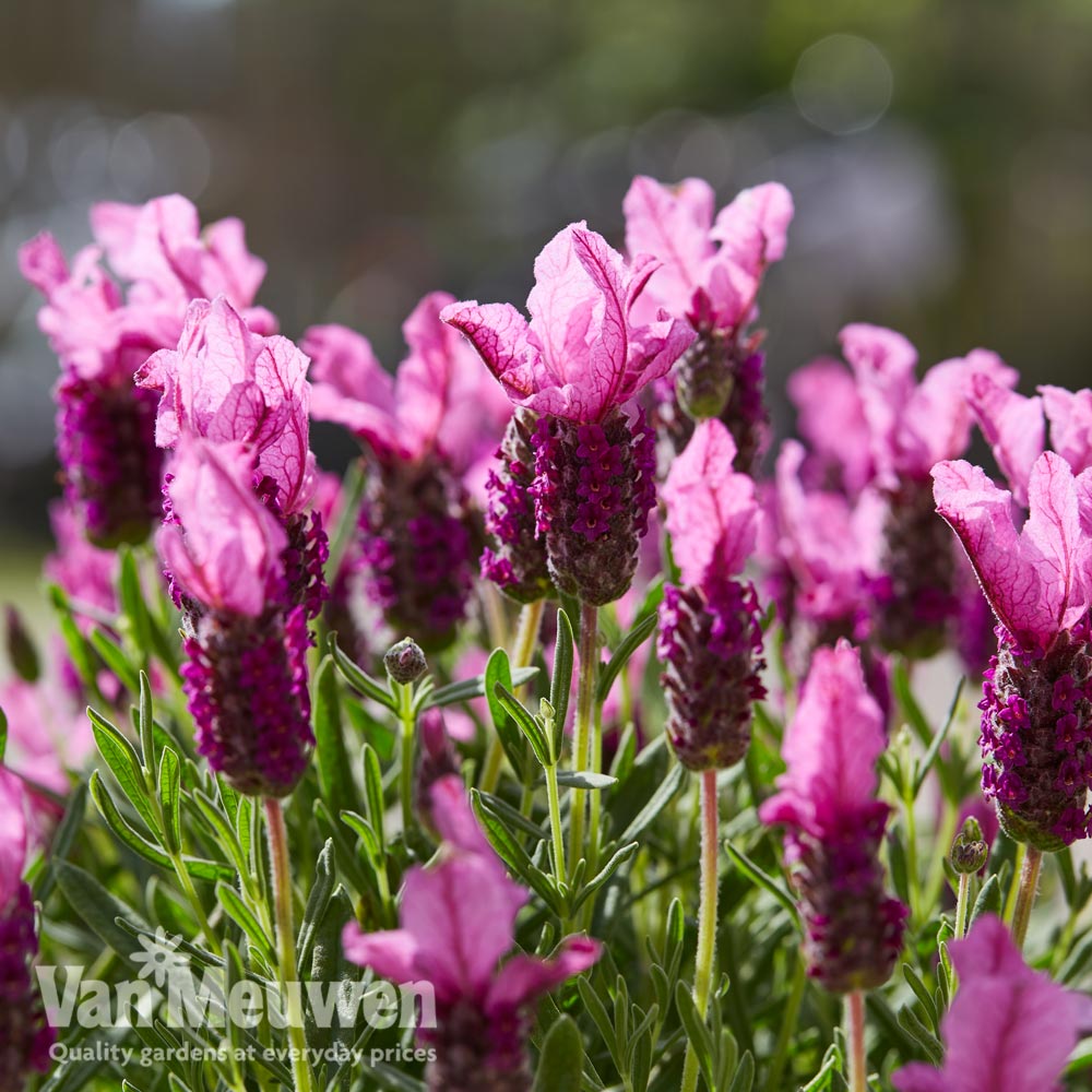 Lavender 'Pink Summer Improved' (Butterfly Garden)
