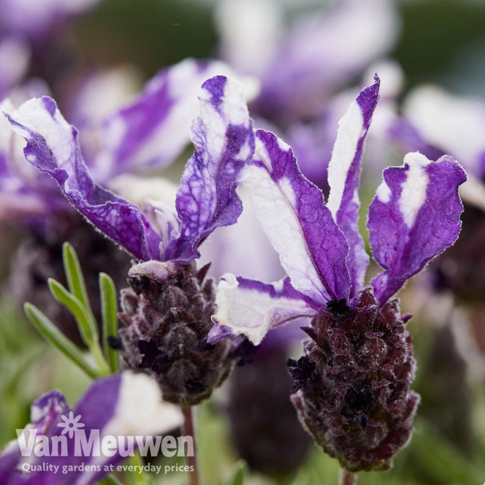 Lavender 'Twin Summer' (Butterfly Garden)