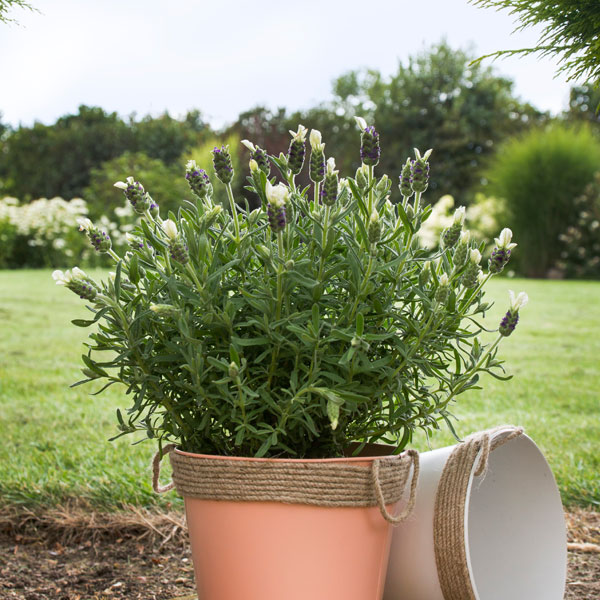 Lavender 'White Giant Summer Improved' (Butterfly Garden)