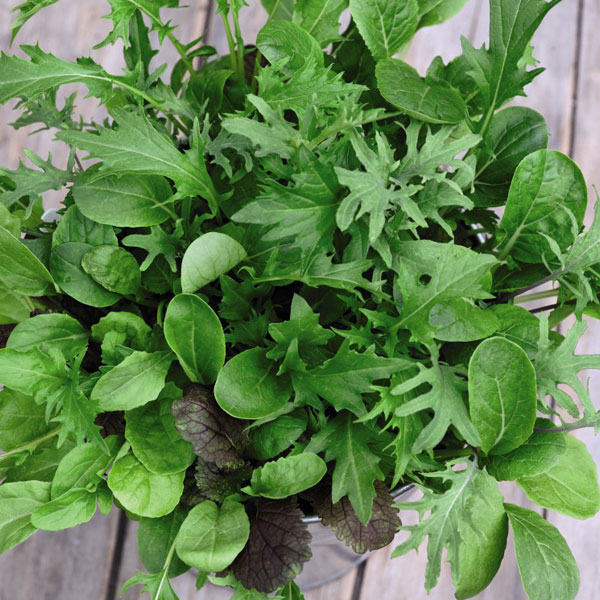 Lettuce 'Valmaine' (Romaine/Cut And Come Again) (National Trust)