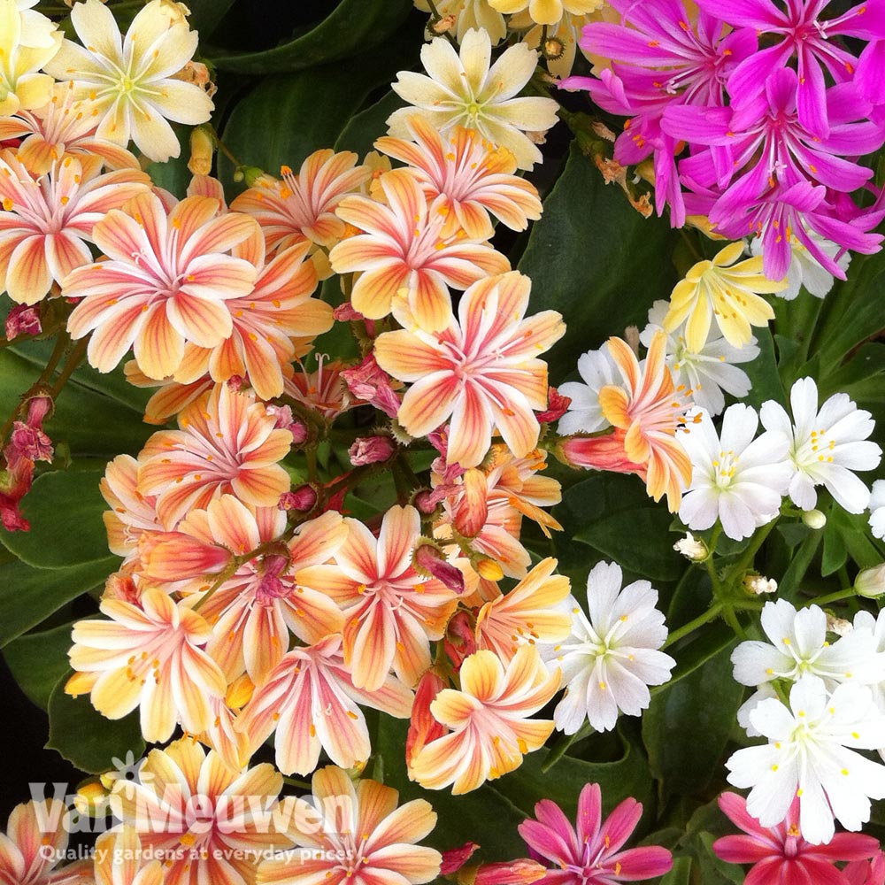 Lewisia 'Elise Mixed'