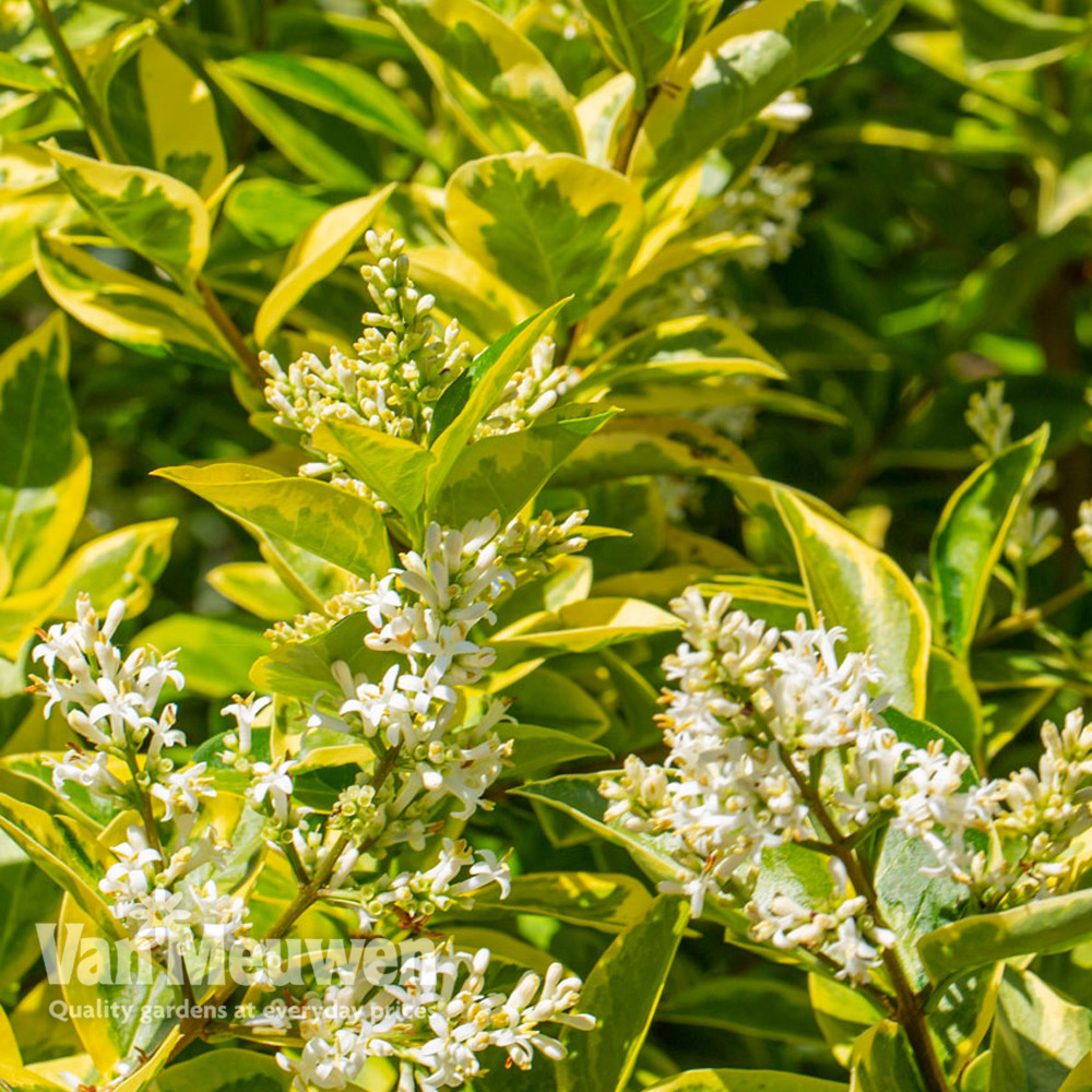 Ligustrum ovalifolium 'Aureum'