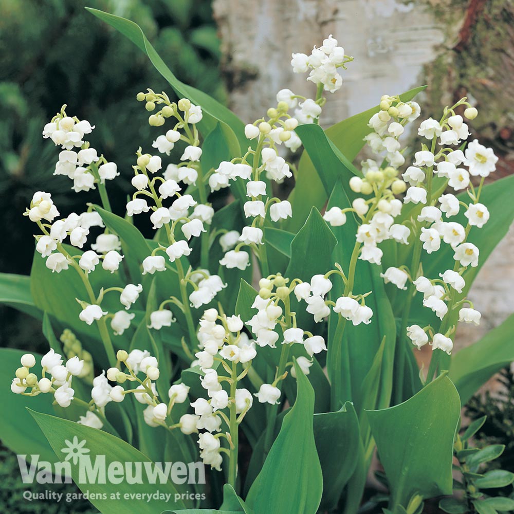 12 Lilies of The Valley Bulbs, Lilies of The Valley Plants Bareroot for  Planting Outdoor Garden