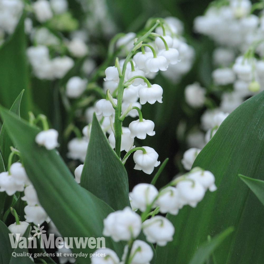 Lily of the Valley