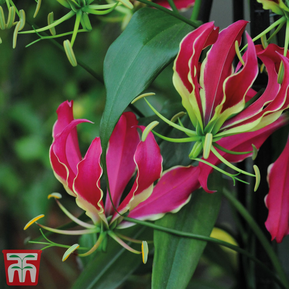 Climbing Flame Lily (House Plant Seeds)