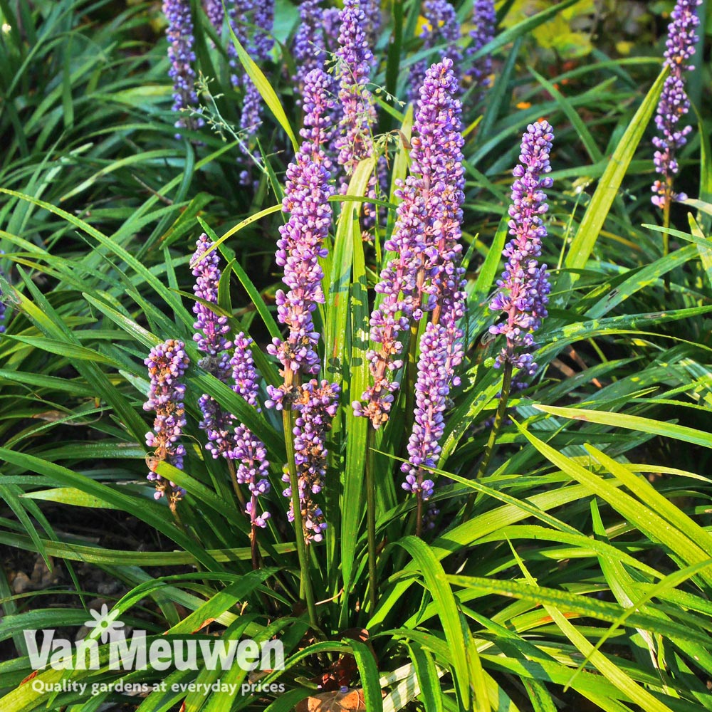 Liriope muscari 'Moneymaker'