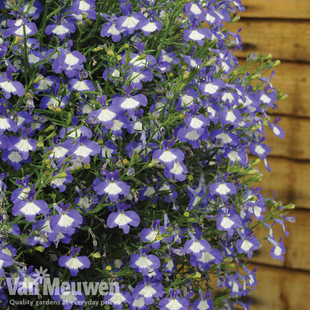 Lobelia 'Waterfall Ice Blue'