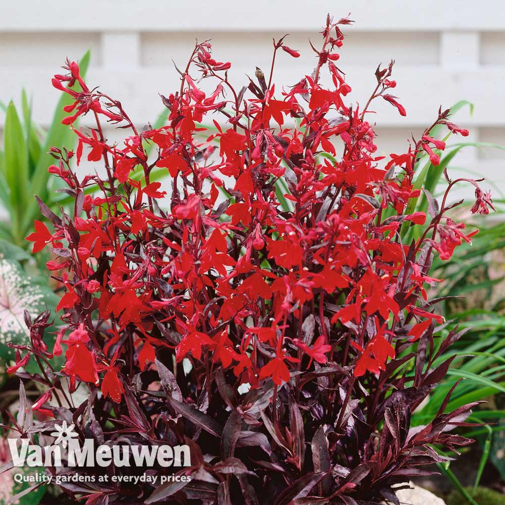 Lobelia cardinalis 'Queen Victoria'