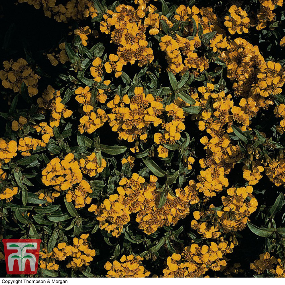 Tagetes lucida