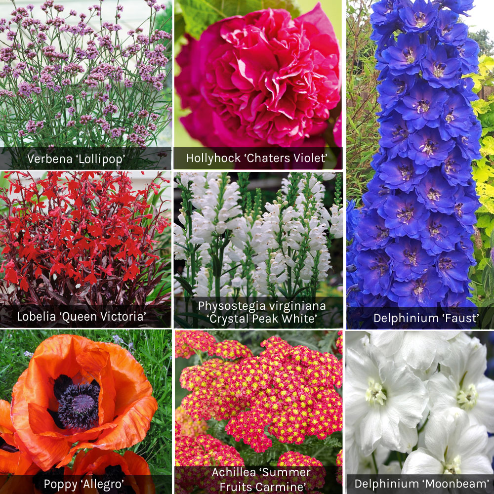 Summer Border Perennial Collection