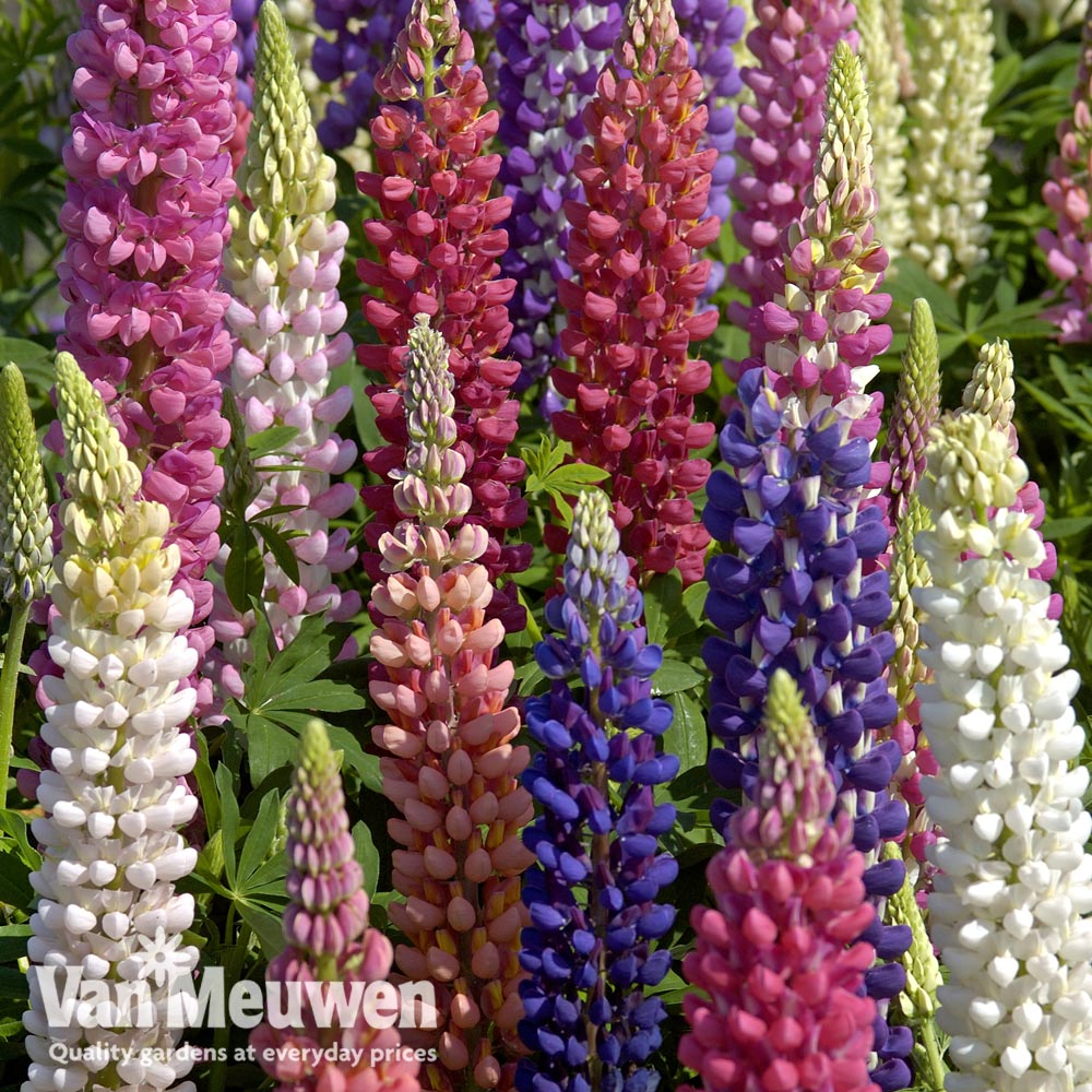 Lupin Mixed Colours