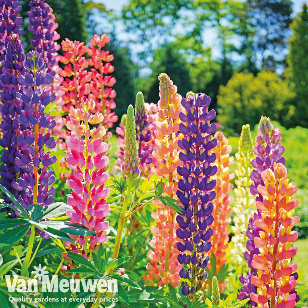 Lupin 'Russell Hybrids'