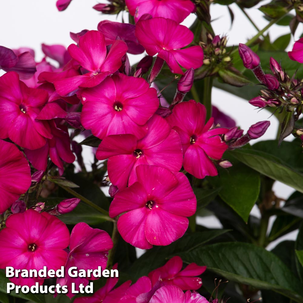 Phlox paniculata 'Famous'