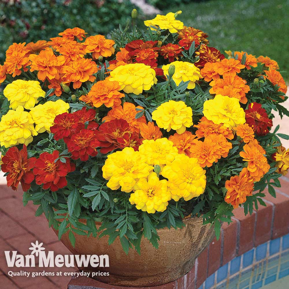 Marigold 'Durango Improved'