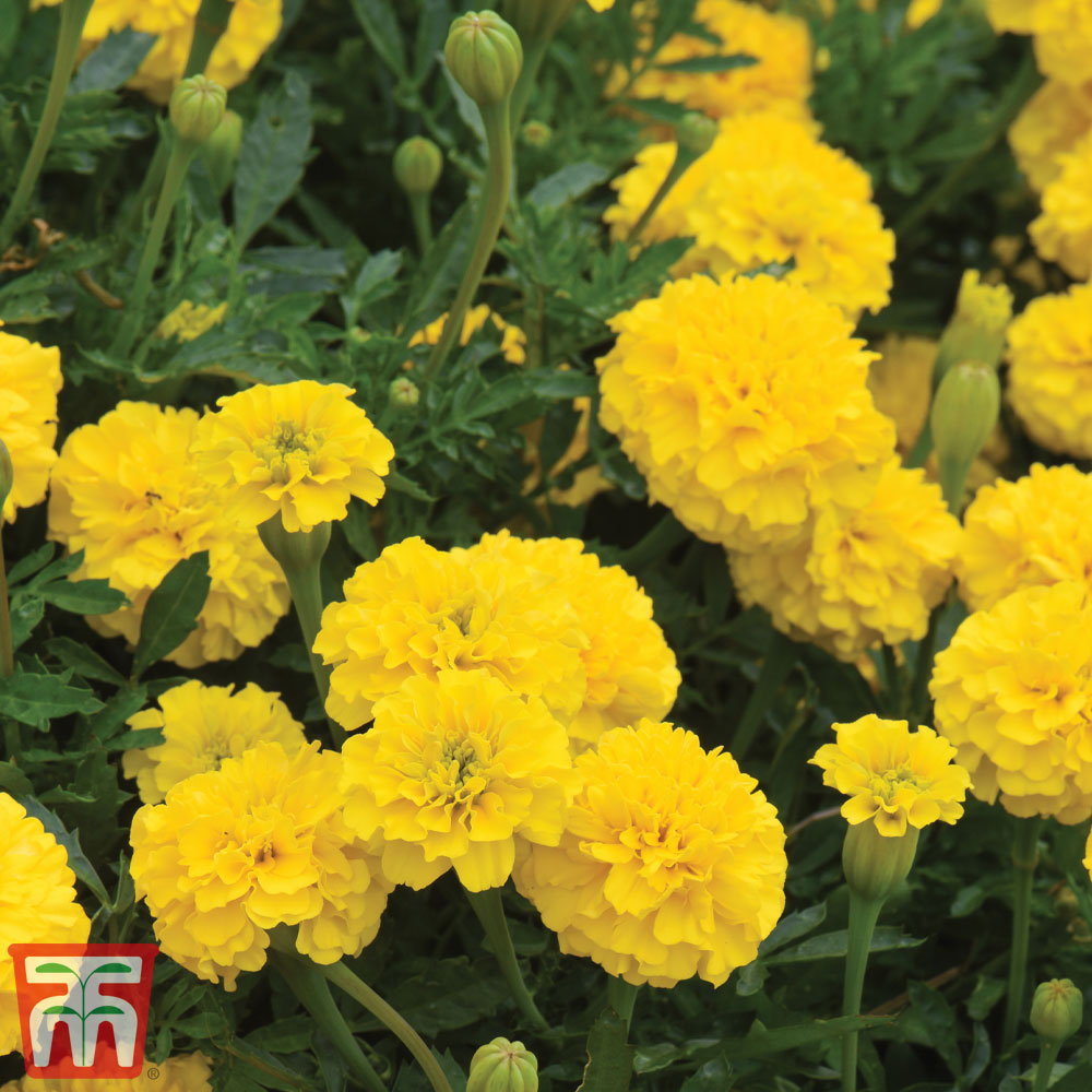 Marigold 'Boy O' Boy Yellow'