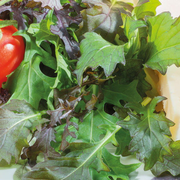 Salad Leaves 'Mediterranean Mix' (Seeds)