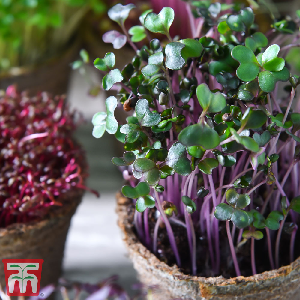 Microgreens Cabbage 'Red'