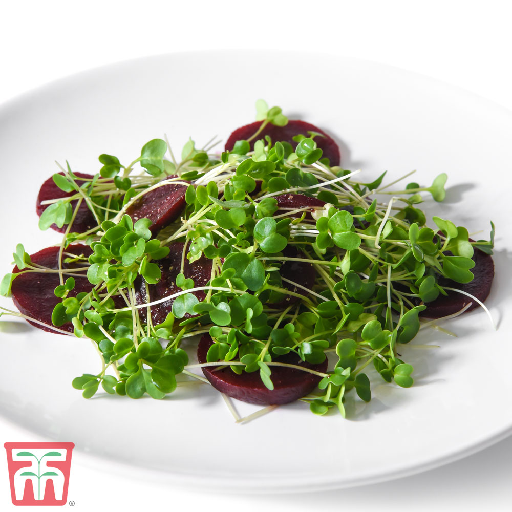 Microgreens Kale 'Nero di Toscana'