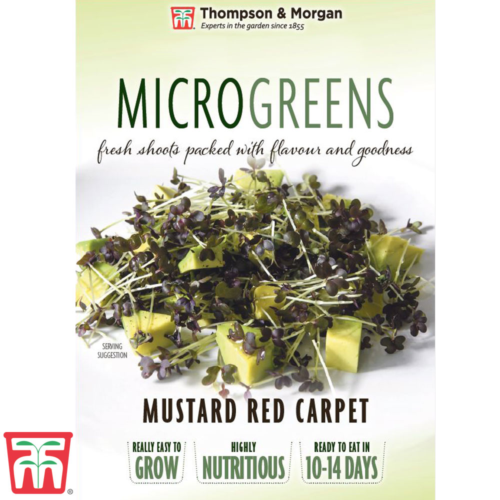 Microgreens Mustard 'Red Carpet'