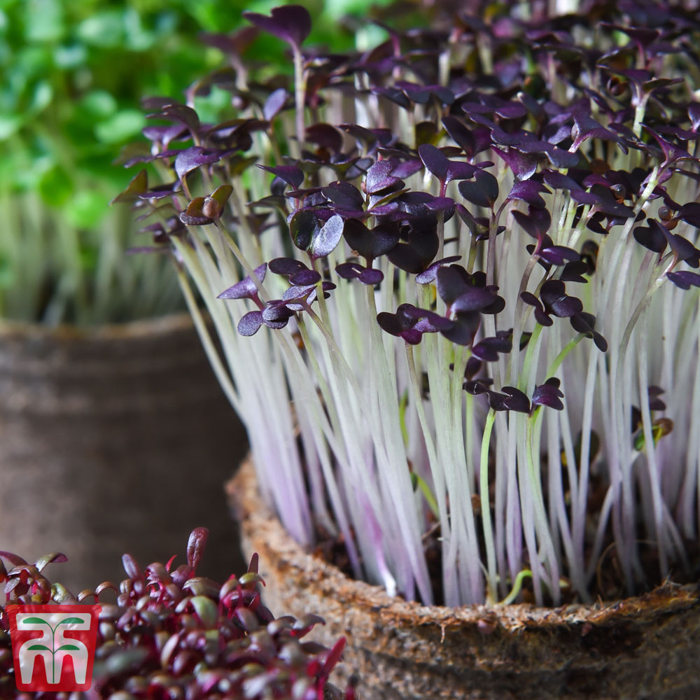 Microgreens Mustard 'Red Lace'