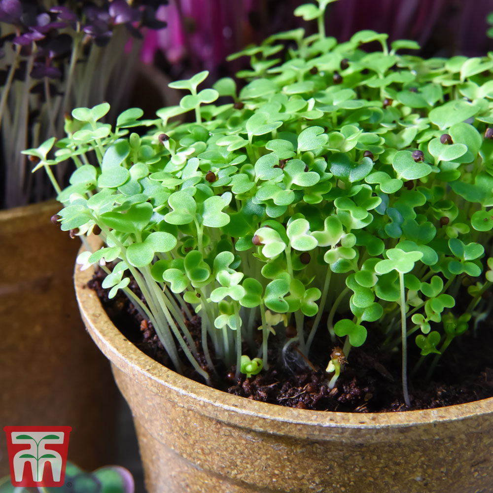 Microgreens Mustard 'Wasabina Improved'