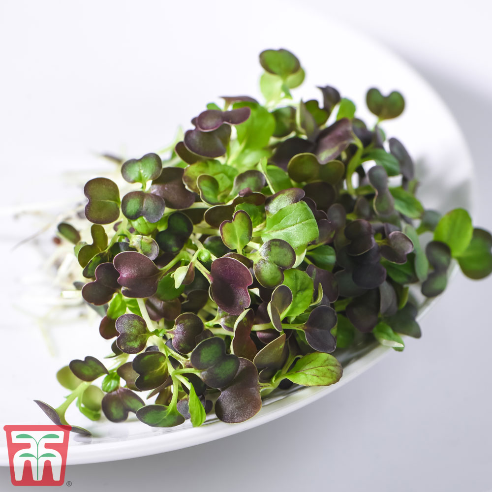 Microgreens Pak Choi 'Purple Rain' F1