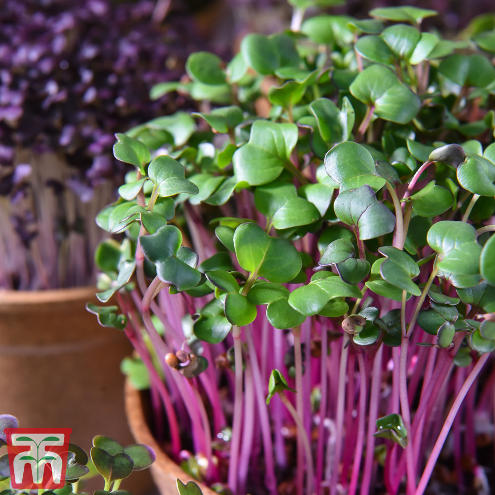 Microgreens Radish (Leaf) 'Sangria'