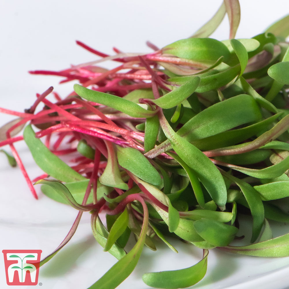 Microgreens Swiss Chard 'Red Chard'